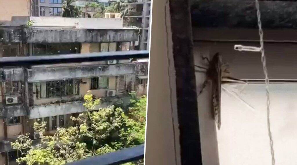 Locusts Seen in Mumbai?: मुंबई शहरातही टोळधाड दाखल? जुहू, विक्रोळीसह अनेक ठिकाणी टोळ दिसल्याचा दावा; फोटो सोशल मीडियावर व्हायरल Locusts Seen in Mumbai?: मुंबई शहरातही टोळधाड दाखल? जुहू, विक्रोळीसह अनेक ठिकाणी टोळ दिसल्याचा दावा; फोटो सोशल मीडियावर व्हायरल