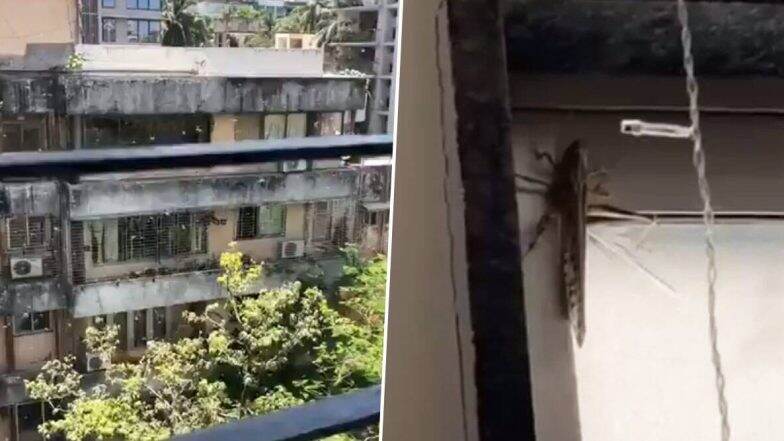 Locusts Seen in Mumbai?: मुंबई शहरातही टोळधाड दाखल? जुहू, विक्रोळीसह अनेक ठिकाणी टोळ दिसल्याचा दावा; फोटो सोशल मीडियावर व्हायरल