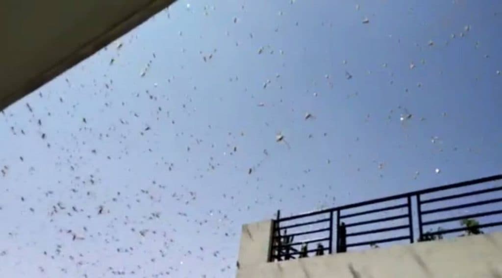 Locusts Seen in Mumbai?: मुंबईला टोळधाडीचा धोका नाही; व्हायरल होत आहेत फेक फोटो व व्हिडिओ, BMC ने दिले स्पष्टीकरण Locusts Seen in Mumbai?: मुंबईला टोळधाडीचा धोका नाही; व्हायरल होत आहेत फेक फोटो व व्हिडिओ, BMC ने दिले स्पष्टीकरण
