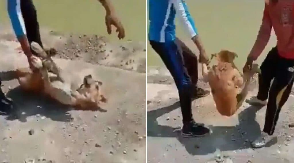 TikTok Video साठी कुत्र्याला पाण्यात फेकणाऱ्या तरुणांना शोधण्यासाठी PETA तर्फे 50 हजाराचे बक्षीस जाहीर, पहा व्हिडीओ TikTok Video साठी कुत्र्याला पाण्यात फेकणाऱ्या तरुणांना शोधण्यासाठी PETA तर्फे 50 हजाराचे बक्षीस जाहीर, पहा व्हिडीओ