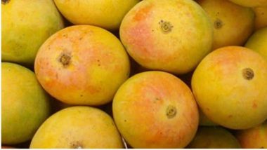 Mango Export: अल्फोन्सो आणि केसर आंब्याची पहिली खेप मुंबईतून जपानला रवाना