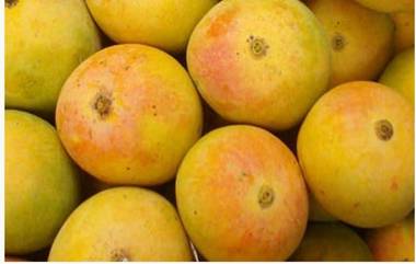 Mango Export: आंबा निर्यातीला सुरूवात, आतापर्यंत 65 टनांहून अधिक फळे यूएस बाजारपेठेत रवाना