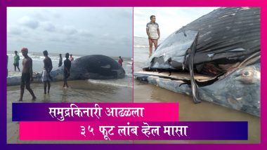 Bengal 35 Foot Whale: बंगालच्या मंदारमणि येथील समुद्रकिनार्‍यावर आढळला ३५ फूट लांब असलेला व्हेल मासा