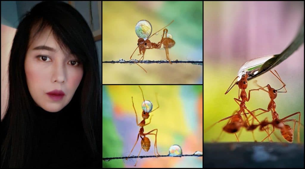 Mobile Photography: क्रेडिट गोज टू 'मुंग्या पाणी कसं पितात'; Analiza Daran De Guzman या Filipino Photographer महिलेने जिंकली International Contest Mobile Photography: क्रेडिट गोज टू 'मुंग्या पाणी कसं पितात'; Analiza Daran De Guzman या Filipino Photographer महिलेने जिंकली International Contest