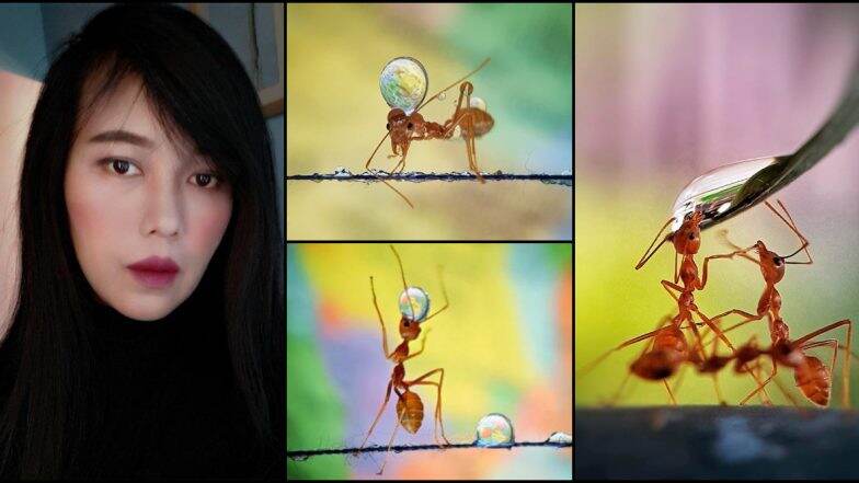 Mobile Photography: क्रेडिट गोज टू 'मुंग्या पाणी कसं पितात'; Analiza Daran De Guzman या Filipino Photographer महिलेने जिंकली International Contest