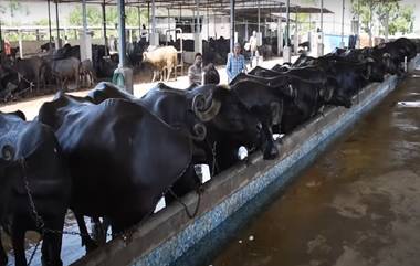 Buffalo Breeding: गुणसूत्र विर्यकांड्या वापरून कृत्रिम रेतन, गोंदिया जिल्ह्यातील तिरोडा येथे आता फक्त गाई, म्हशीच जन्मणार