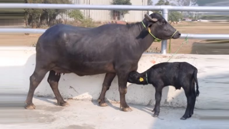 Buffalo Breeding: काय सांगता? म्हैस माजावर येत नाही? असा ओळखा म्हशीचा माज
