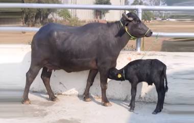 Buffalo Breeding: काय सांगता? म्हैस माजावर येत नाही? असा ओळखा म्हशीचा माज