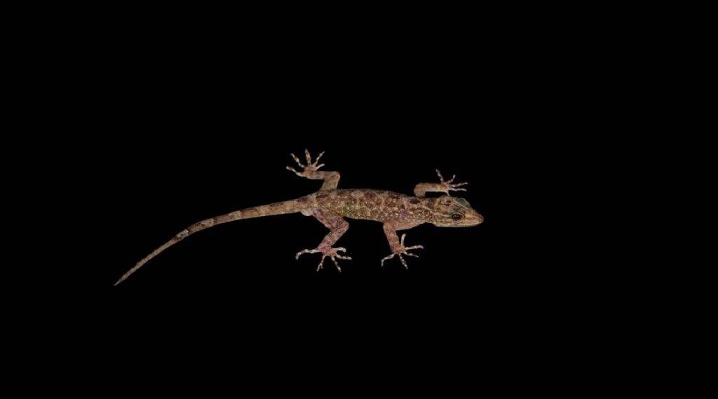 Cnemaspis Magnifica: तेजस ठाकरे, अक्षय खांडेकर यांच्यासह चार तरुणांनी शोधली Magnificent Dwarf Gecko नामक नव्या प्रजातिची पाल Cnemaspis Magnifica: तेजस ठाकरे, अक्षय खांडेकर यांच्यासह चार तरुणांनी शोधली Magnificent Dwarf Gecko नामक नव्या प्रजातिची पाल