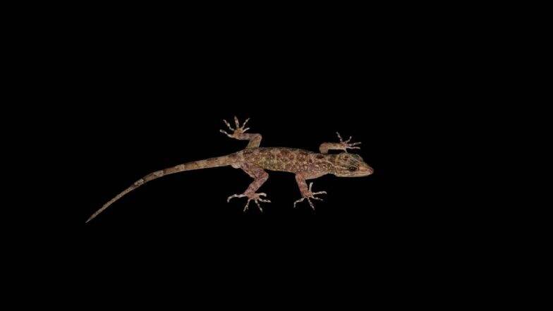 Cnemaspis Magnifica: तेजस ठाकरे, अक्षय खांडेकर यांच्यासह चार तरुणांनी शोधली Magnificent Dwarf Gecko नामक नव्या प्रजातिची पाल