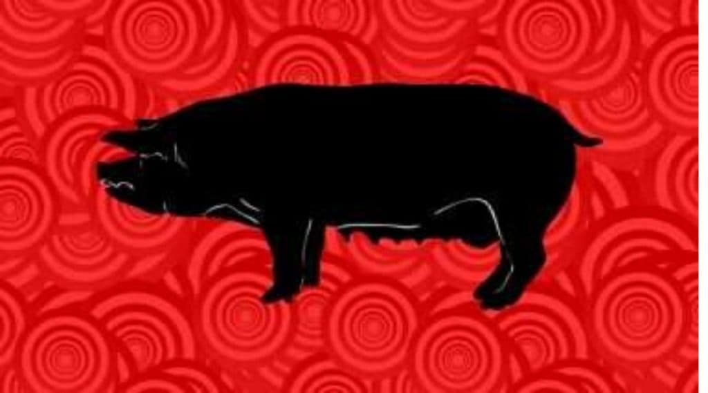 Global Pandemic निर्माण करण्याची क्षमता असलेला Swine Flu चा नवा प्रकार चीन मध्ये संशोधनात आला समोर, वाचा सविस्तर Global Pandemic निर्माण करण्याची क्षमता असलेला Swine Flu चा नवा प्रकार चीन मध्ये संशोधनात आला समोर, वाचा सविस्तर