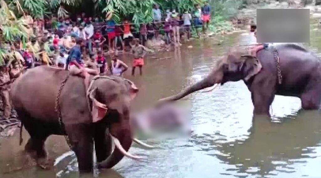 Pregnant Elephant Dies: गर्भवती हत्तीणीचा फटक्यांनी भरलेले अननस खाल्ल्याने मृत्यू; अज्ञात लोकांविरूद्ध FIR दाखल Pregnant Elephant Dies: गर्भवती हत्तीणीचा फटक्यांनी भरलेले अननस खाल्ल्याने मृत्यू; अज्ञात लोकांविरूद्ध FIR दाखल