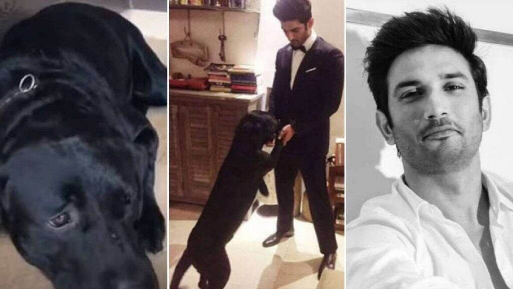 Sushant Singh Rajput Suicide: सुशांत सिंह राजपूत च्या आठवणीत त्याच्या पेट डॉग फज चे सुद्धा निधन? जाणून घ्या 'या' व्हायरल पोस्टचं Fact Check Sushant Singh Rajput Suicide: सुशांत सिंह राजपूत च्या आठवणीत त्याच्या पेट डॉग फज चे सुद्धा निधन? जाणून घ्या 'या' व्हायरल पोस्टचं Fact Check