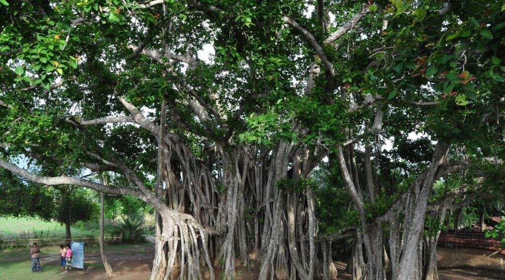 Vat Purnima 2020: वटपौर्णिमा सणानिमित्त जाणून घ्या वड वृक्षाचे आरोग्यदायी फायदे Vat Purnima 2020: वटपौर्णिमा सणानिमित्त जाणून घ्या वड वृक्षाचे आरोग्यदायी फायदे