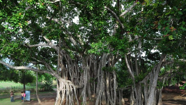 Vat Purnima 2020: वटपौर्णिमा सणानिमित्त जाणून घ्या वड वृक्षाचे आरोग्यदायी  फायदे