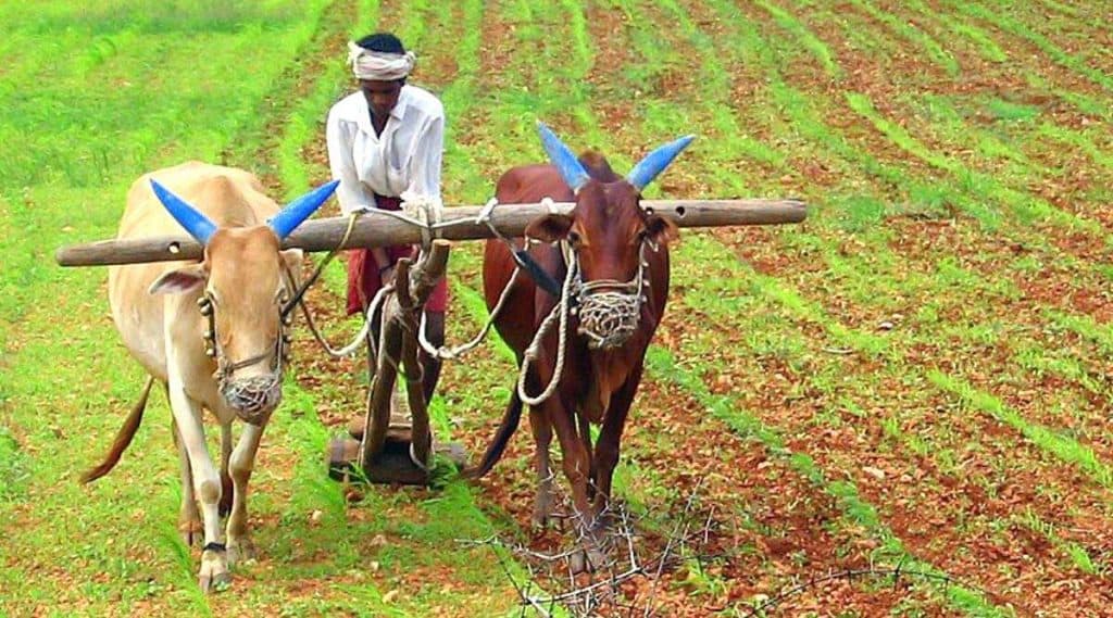 Bendur 2020: कोल्हापूर मध्ये आज कर्नाटकी बेंदूर; यंदा महाराष्ट्रात बैलपोळा आणि बेंदूर कधी साजरा होणार आणि त्याचे महत्व काय? Bendur 2020: कोल्हापूर मध्ये आज कर्नाटकी बेंदूर; यंदा महाराष्ट्रात बैलपोळा आणि बेंदूर कधी साजरा होणार आणि त्याचे महत्व काय?