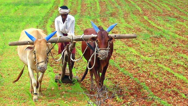 Bendur 2020: कोल्हापूर मध्ये आज कर्नाटकी बेंदूर; यंदा महाराष्ट्रात बैलपोळा आणि बेंदूर कधी साजरा होणार आणि त्याचे महत्व काय?