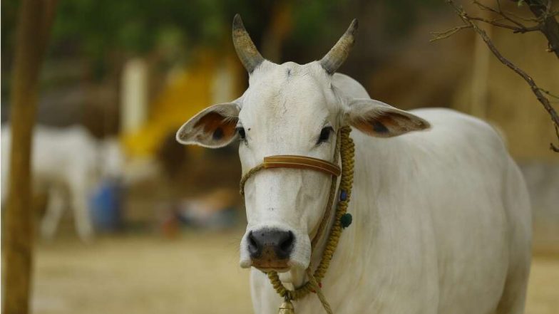 स्वप्नात गाय दिसणे हे कोणत्या गोष्टीचे संकेत देतात? जाणून घ्या या मागील नेमका अर्थ 