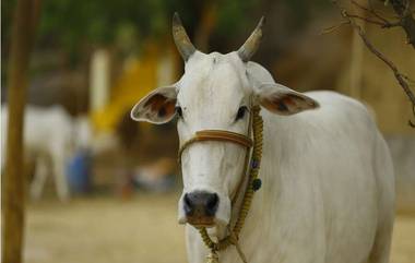 Cow Hug Day: टीकेनंतर 14 फेब्रुवारी हा 'काउ हग डे' म्हणून साजरा करण्याचे आवाहन घेतले मागे; Animal Welfare Board चा निर्णय