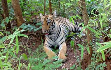 Tillari Conservation Reserve Area: सिंधुदुर्ग जिल्ह्यातील तिलारी परिसर 'संवर्धन राखीव क्षेत्र' म्हणून घोषित