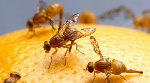 COVID19 Spreads Through Houseflies? माशांंमुळे पसरतो का कोरोना व्हायरस, WHO ने दिलं हे स्पष्टीकरण COVID19 Spreads Through Houseflies? माशांंमुळे पसरतो का कोरोना व्हायरस, WHO ने दिलं हे स्पष्टीकरण