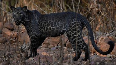 Black Panther च्या अंगावरही दिसतात  स्पॉट्स? ताडोबा अंधारी व्याघ्र प्रकल्पातील ब्लॅक  पॅंथरच्या फोटो व्हायरल मध्ये दिसली दुर्मिळ झलक!