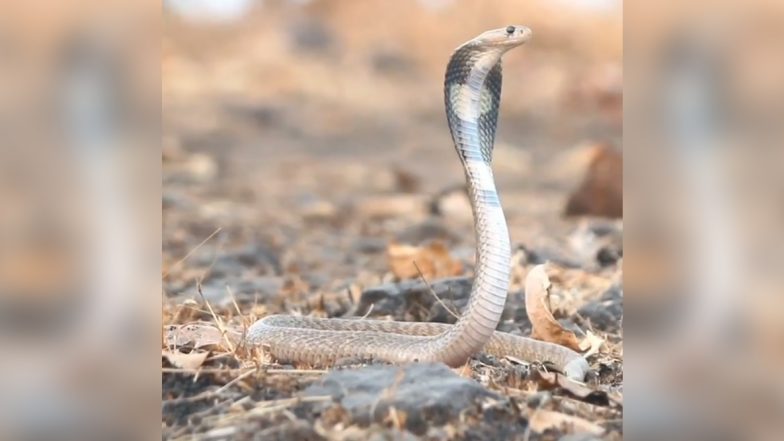 Nag Panchami 2020: सांगली जिल्ह्यात निसर्गाच्या कुशीत वसलेल्या 'बत्तीस शिराळा' गावातील नागपंचमी सणाबद्दल काही खास गोष्टी!
