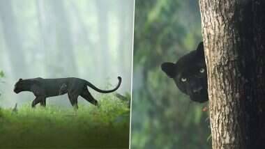 Shaaz Jung याने क्लिक केलेला  Black Panther चा जंगलातील सुंदर फोटो होतोय व्हायरल; नेटकरी म्हणतात हा तर बगिरा (See Photos)