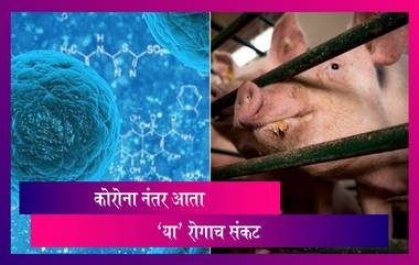 Coronavirus नंतर चीन मध्ये आढळला Swine Flu चा नवीन प्रकार; G4 असे या रोगाचे नाव, जाणून घ्या अधिक