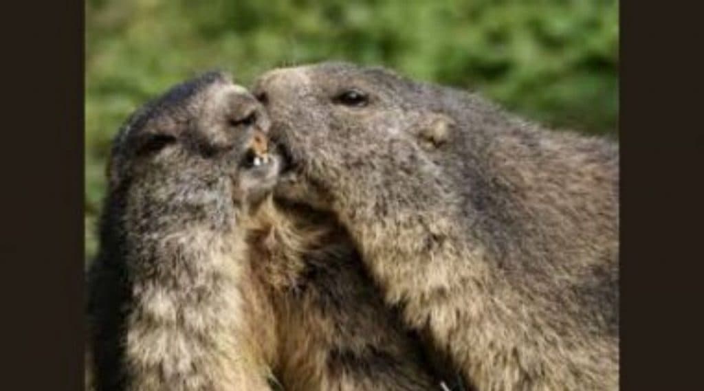 Bubonic Plague आजाराची लक्षणं काय? जीवाला धोका किती? जाणून घ्या का म्हणतात याला 'Black Death'! Bubonic Plague आजाराची लक्षणं काय? जीवाला धोका किती? जाणून घ्या का म्हणतात याला 'Black Death'!