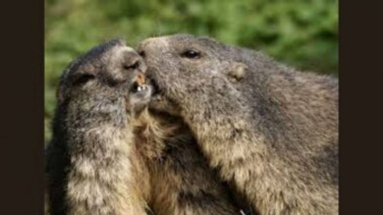 Bubonic Plague आजाराची लक्षणं काय? जीवाला धोका किती? जाणून घ्या का म्हणतात याला 'Black Death'!