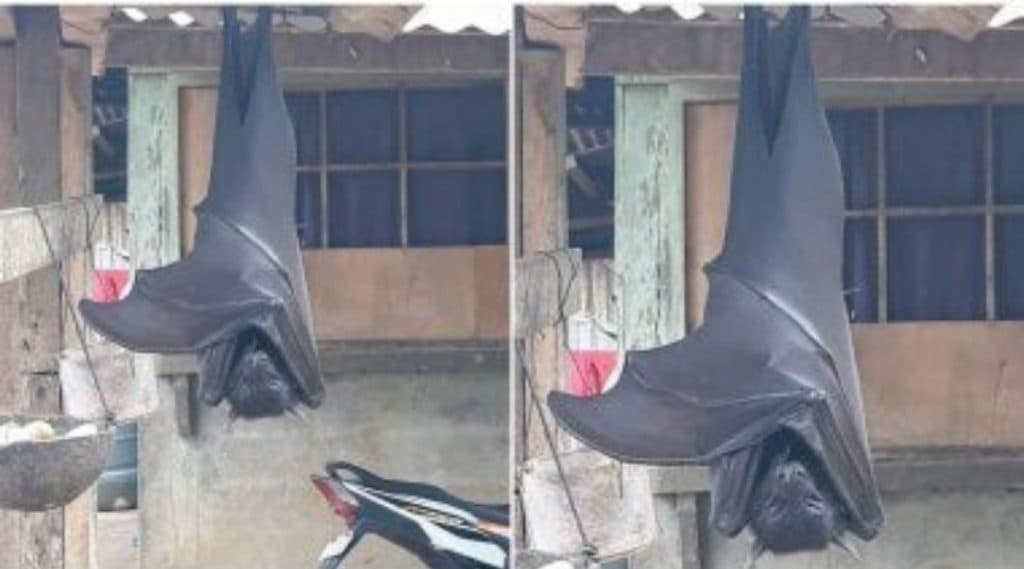 Giant Golden-Crowned Flying Fox चे फोटो व्हायरल; मात्र हा मानवाच्या आकाराचा वाटवाघूळ नसून फोटोग्राफीची 'अशी' आहे कमाल! घ्या जाणून Giant Golden-Crowned Flying Fox चे फोटो व्हायरल; मात्र हा मानवाच्या आकाराचा वाटवाघूळ नसून फोटोग्राफीची 'अशी' आहे कमाल! घ्या जाणून