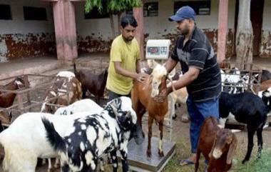 Bakri Eid 2020: बकरी ईद निमित्त का दिली जाते कुर्बानी? जाणून घ्या Eid-ul-Adha चे महत्त्व