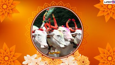 Bendur Bail Pola Sajawat: शिंगांना रंगरंगोटी, अंगावर झूल, पायात घुंगरू, कशी केली जाते गाय-बैलांची सजावट, पाहा व्हिडीओ