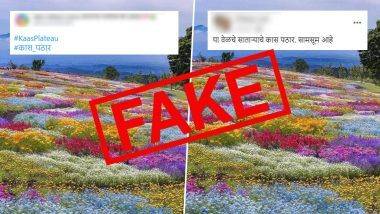 Fact Check: फुलांनी सजलेल्या कास पठाराचे फोटोज सोशल मीडियावर व्हायरल; जाणून घ्या फोटो मागील सत्य