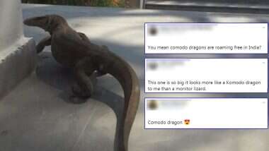 Huge Monitor Lizard Viral Photos: दिल्ली मध्ये घराबाहेर स्पॉट झाली महाकाय पाल; आकार पाहून नेटिझन्स म्हणतात हा असू शकतो Komodo Dragon