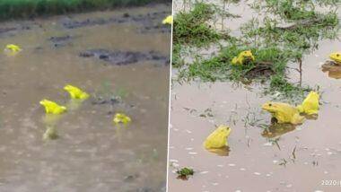 Yellow Frogs Mating Spotted: निसर्गाची किमया! वसई आणि बुलढाणा येथे पावसाने शेतात साचलेल्या डबक्यात आढळले पिवळे बेडूक (See Photos & Videos)