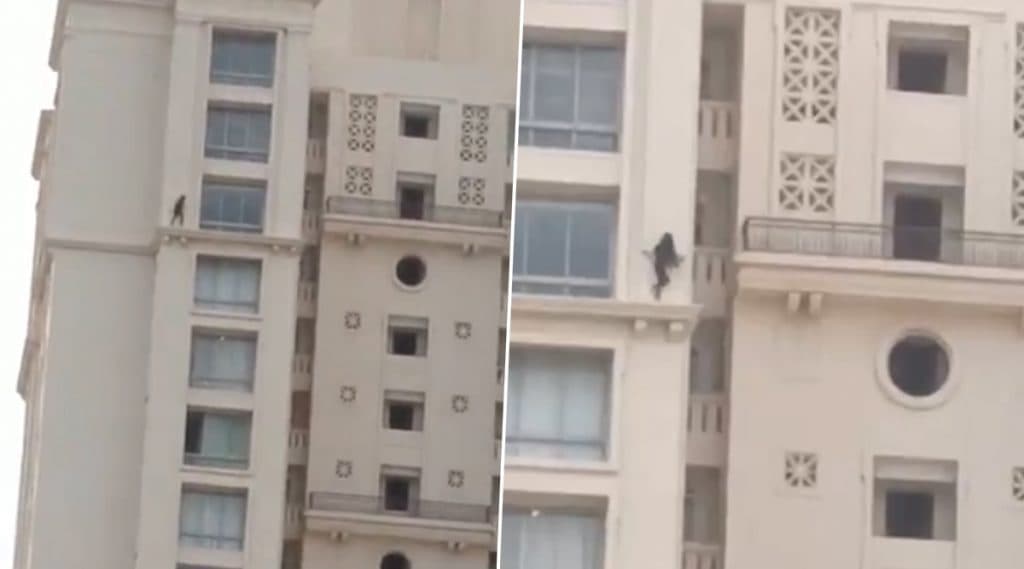 Viral Video of Girl Walking On Building Wall: उंच इमारतीच्या वरच्या मजल्याच्या कडेवरुन चालणाऱ्या मुलीचा व्हिडिओ व्हायरल Viral Video of Girl Walking On Building Wall: उंच इमारतीच्या वरच्या मजल्याच्या कडेवरुन चालणाऱ्या मुलीचा व्हिडिओ व्हायरल