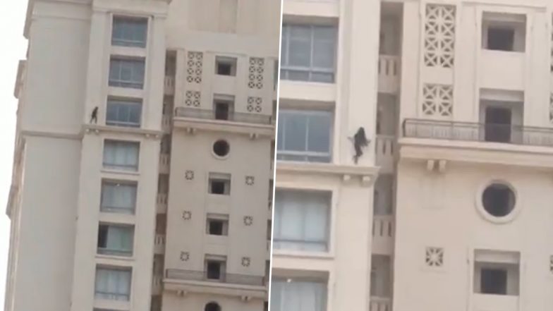 Viral Video of Girl Walking On Building Wall: उंच इमारतीच्या वरच्या मजल्याच्या कडेवरुन चालणाऱ्या मुलीचा व्हिडिओ व्हायरल