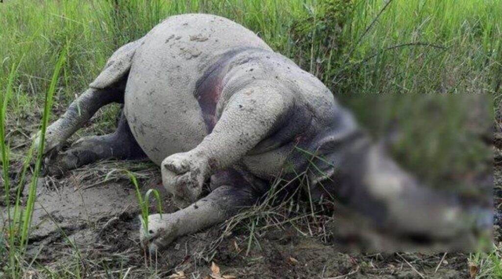 असम येथे सापडला गेंड्याचा मृतदेह, बंदुकीने ठार मारल्याचा वनाधिकाऱ्यांचा संशय असम येथे सापडला गेंड्याचा मृतदेह, बंदुकीने ठार मारल्याचा वनाधिकाऱ्यांचा संशय