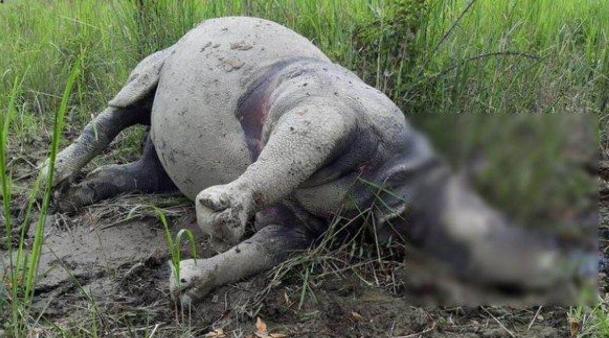 असम येथे सापडला गेंड्याचा मृतदेह, बंदुकीने ठार मारल्याचा वनाधिकाऱ्यांचा संशय