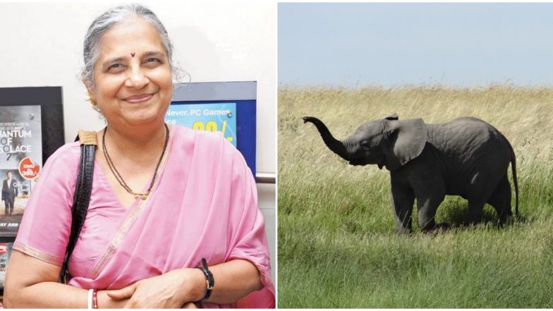 Elephant Calf Names Sudha Murthy: मादी हत्तीचे नाव ठेवले सुधा मूर्ती, बंगळुरु येथील प्राणिसंग्रहालयाचा निर्णय