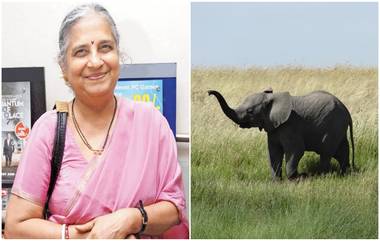 Elephant Calf Names Sudha Murthy: मादी हत्तीचे नाव ठेवले सुधा मूर्ती, बंगळुरु येथील प्राणिसंग्रहालयाचा निर्णय