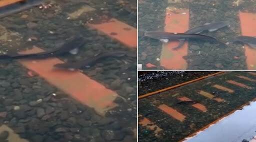 Fish On Railway Track: परळ स्थानकावर साचलेल्या पाण्यात आढळले मासे Fish On Railway Track: परळ स्थानकावर साचलेल्या पाण्यात आढळले मासे