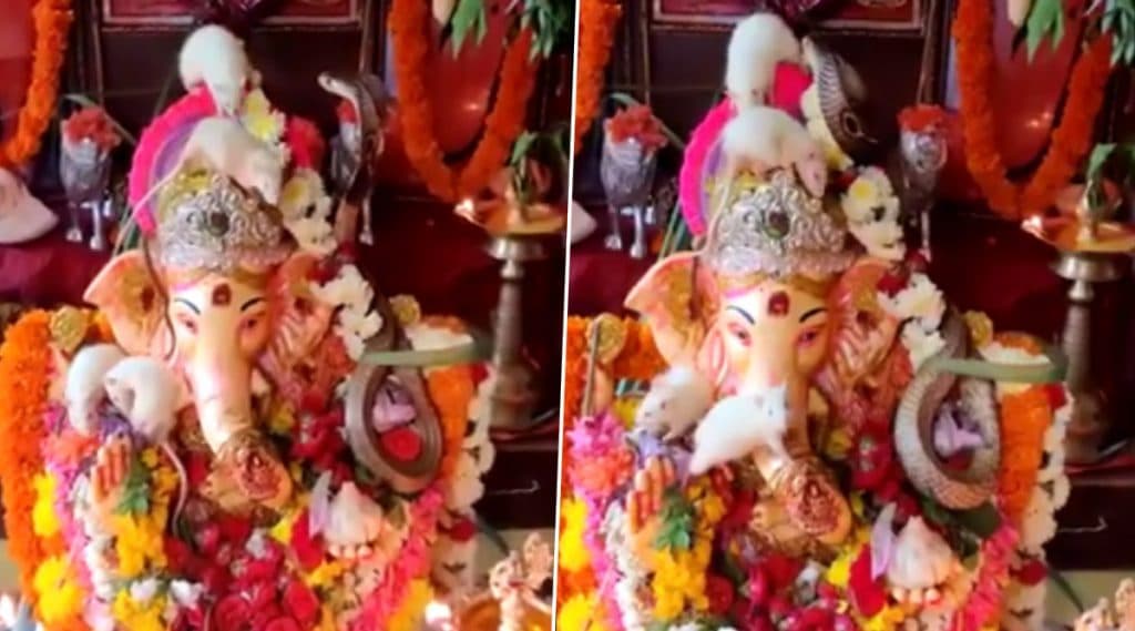 Snake-Rats Playing Together on Lord Ganesh Idol Viral Video: गणपती बाप्पाच्या मूर्तीवर साप आणि उंदीर यांचा एकत्र वावर; पहा या दुर्मिळ नजाराच्या व्हायरल व्हिडीओ! Snake-Rats Playing Together on Lord Ganesh Idol Viral Video: गणपती बाप्पाच्या मूर्तीवर साप आणि उंदीर यांचा एकत्र वावर; पहा या दुर्मिळ नजाराच्या व्हायरल व्हिडीओ!