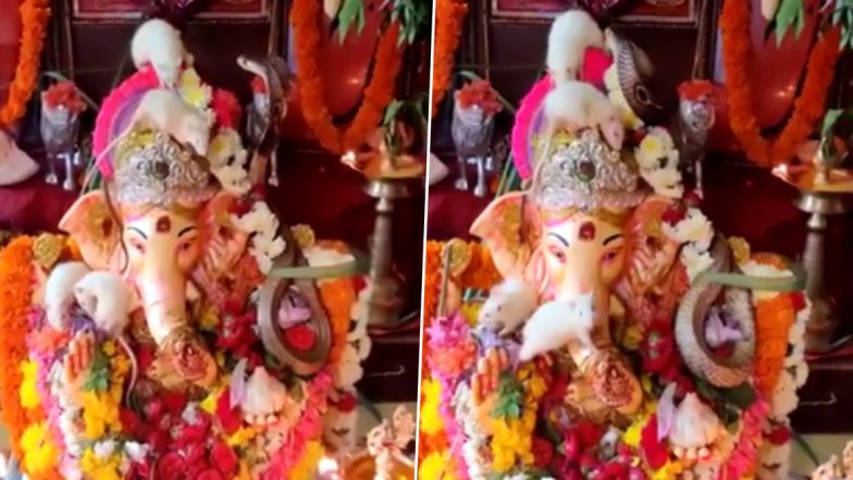 Snake-Rats Playing Together on Lord Ganesh Idol Viral Video:  गणपती बाप्पाच्या मूर्तीवर साप आणि उंदीर यांचा एकत्र वावर; पहा या दुर्मिळ नजाराच्या व्हायरल व्हिडीओ!