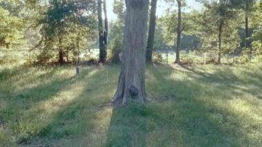 Martha Chapel Cemetery: टेक्सासच्या शापित अशा ‘मार्था चॅपल कब्रस्तान’मध्ये मुलीचे भूत? Google Maps Street View मध्ये दिसली रहस्यमय आकृती (Watch Video)