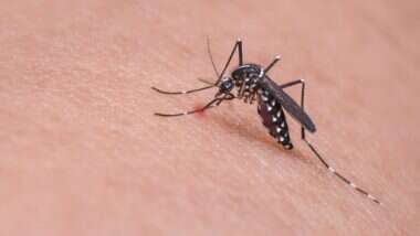 Coronavirus विरुद्ध लढण्यासाठी 'सुरक्षा कवच' बनू शकतो Dengue; रोगप्रतिकार शक्ती वाढवण्यासाठी होत आहे मदत, अभ्यासातून खुलासा