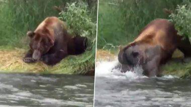 Hungry Bear: नदीकिनारी बसलेल्या अस्वलाने अत्यंत चतुराईने केली माशाची शिकार; पहा व्हायरल व्हिडिओ