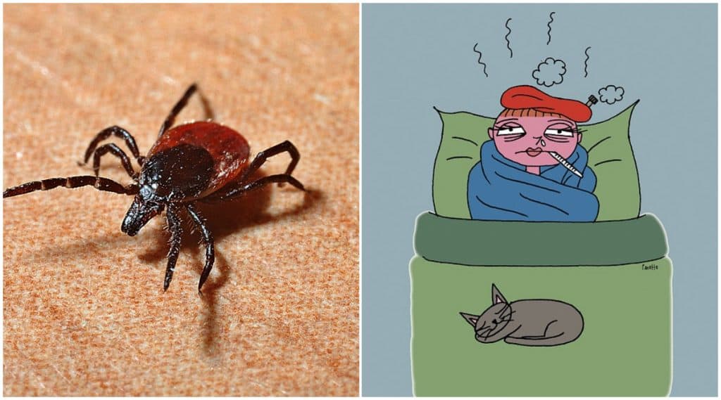 CCHF: Crimean Congo Fever उत्पत्ती, आजार, लक्षणे आणि सुरक्षीतता CCHF: Crimean Congo Fever उत्पत्ती, आजार, लक्षणे आणि सुरक्षीतता